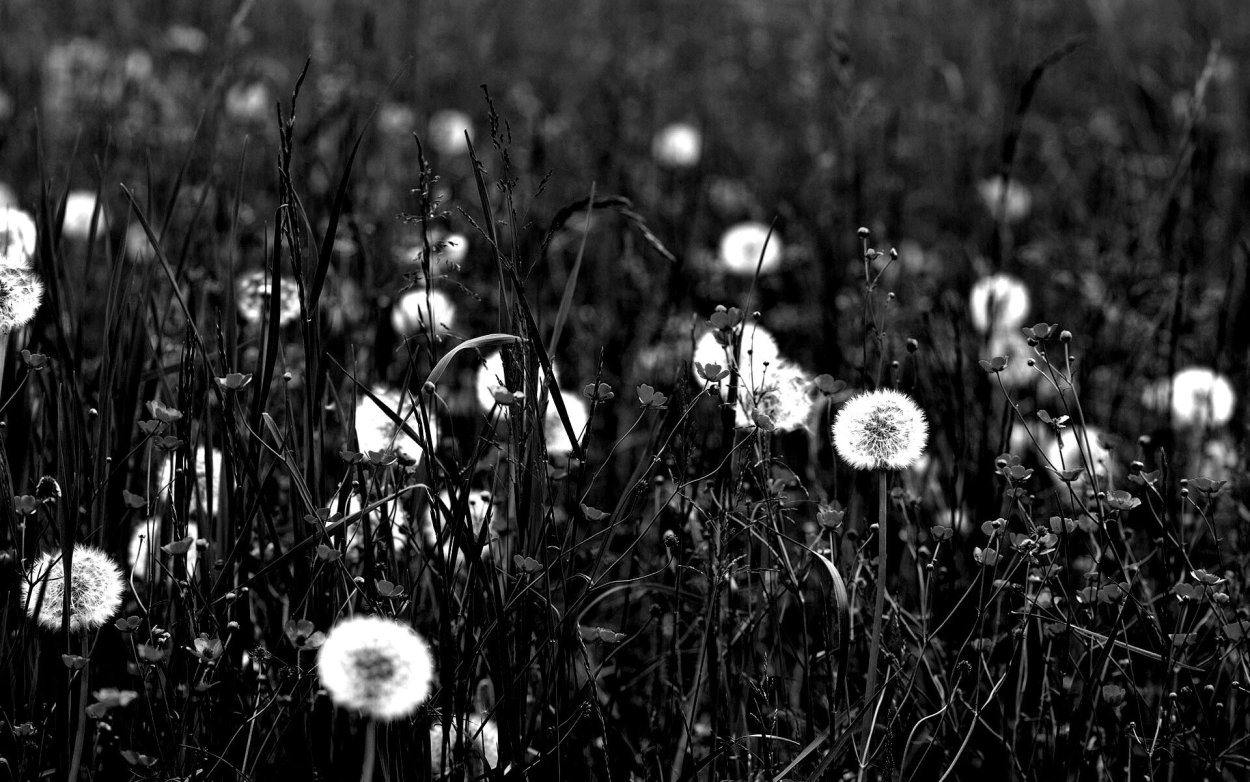 Поле белых одуванчиков