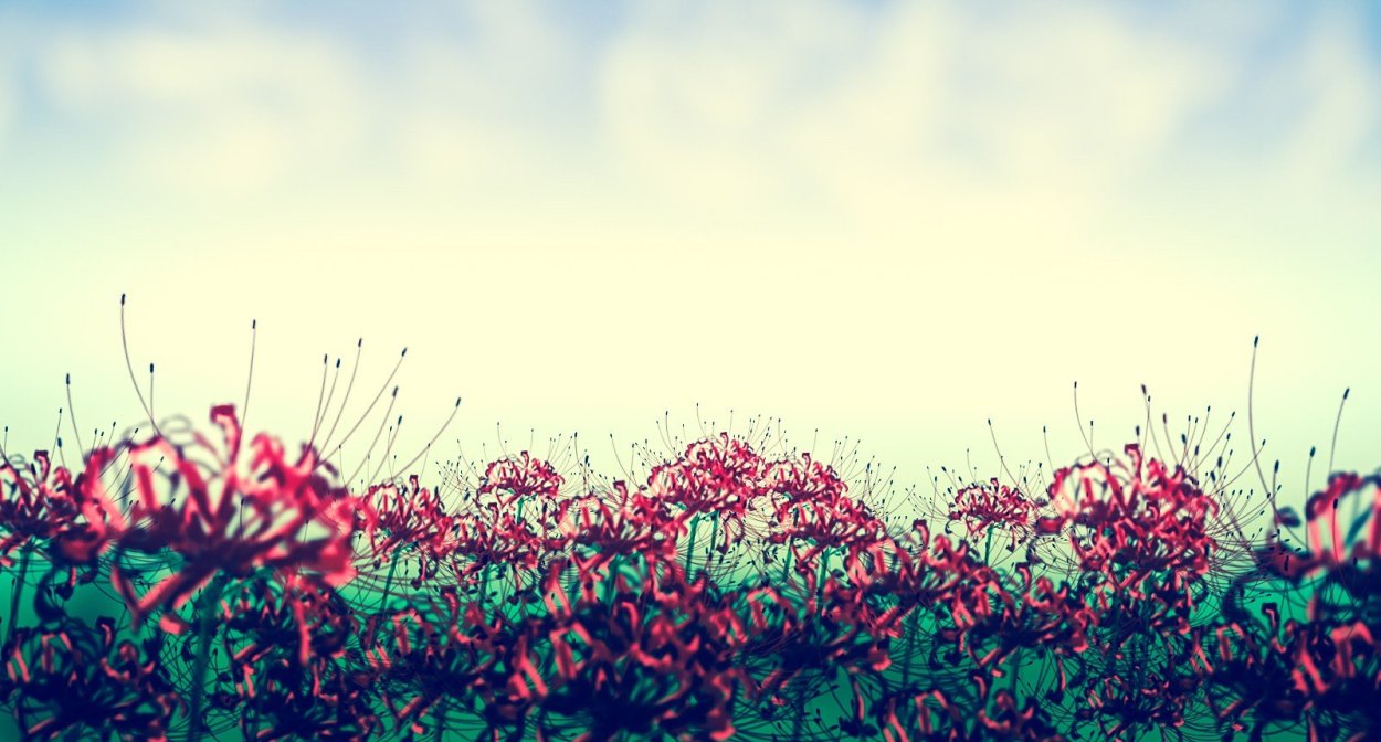 Поле ликорисов