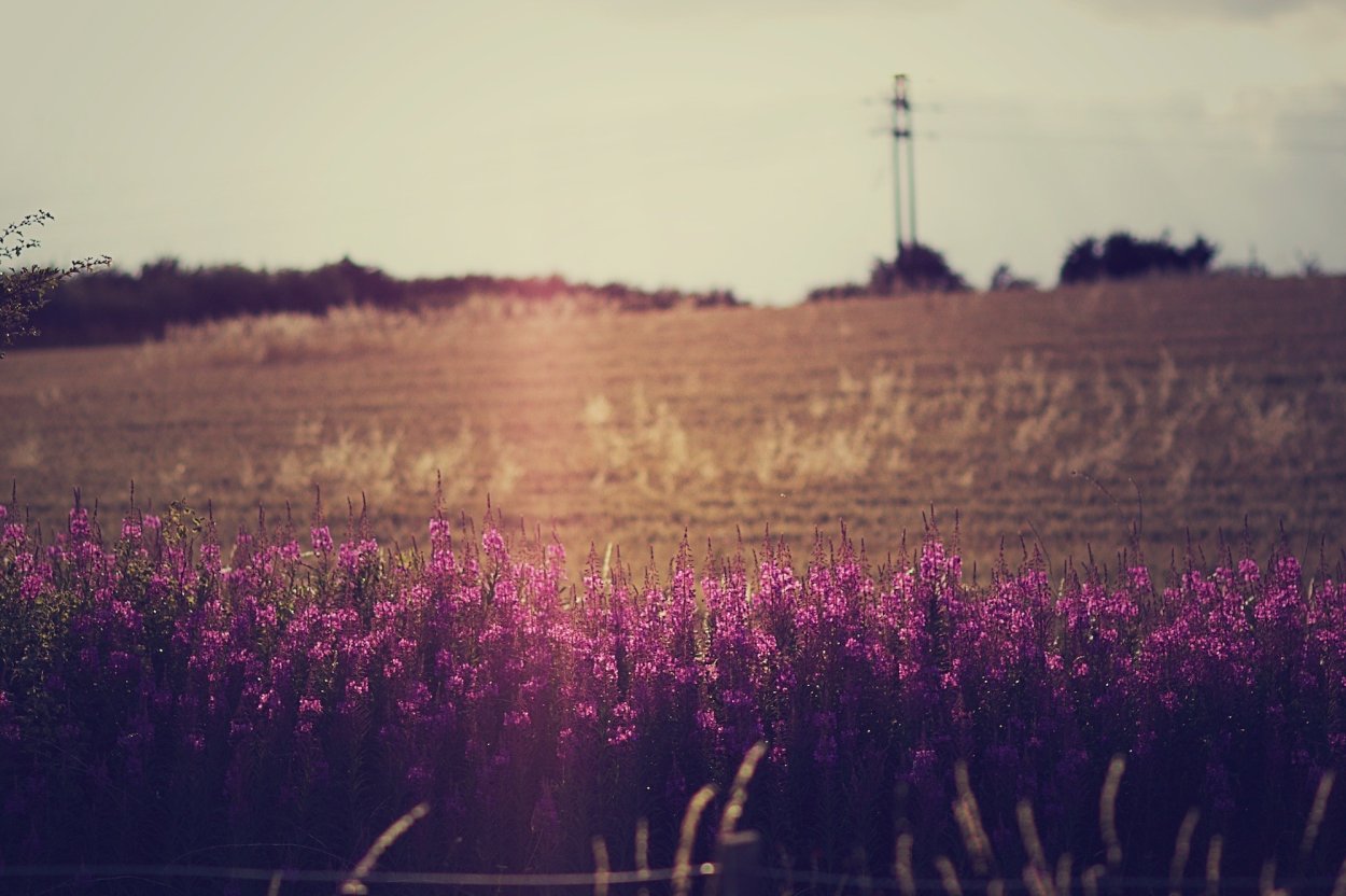 Красивое поле Эстетика