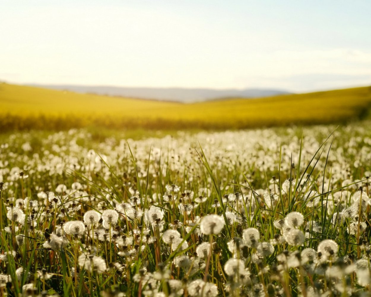 Поле с белыми цветами