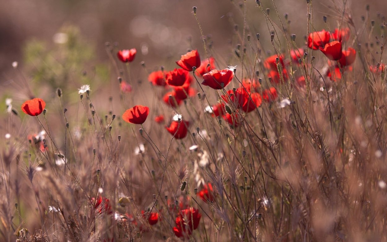 Полевые цветы ветер