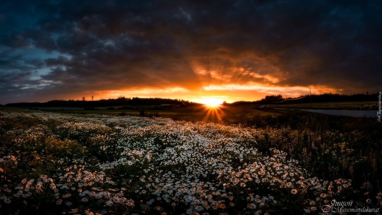 Ромашковое поле на закате