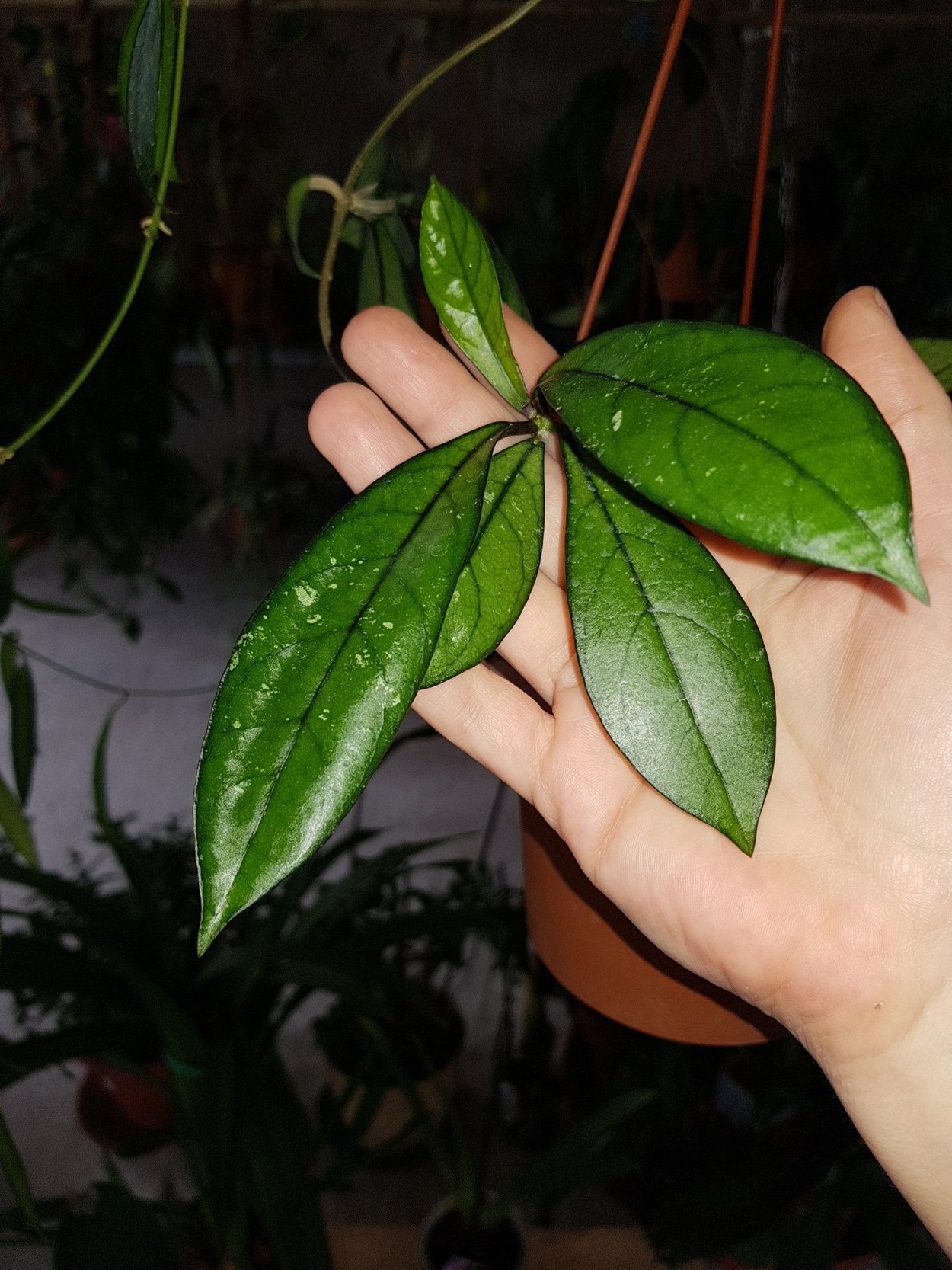 Hainanensis (Hoya SP. Da nang SR-2013-005)