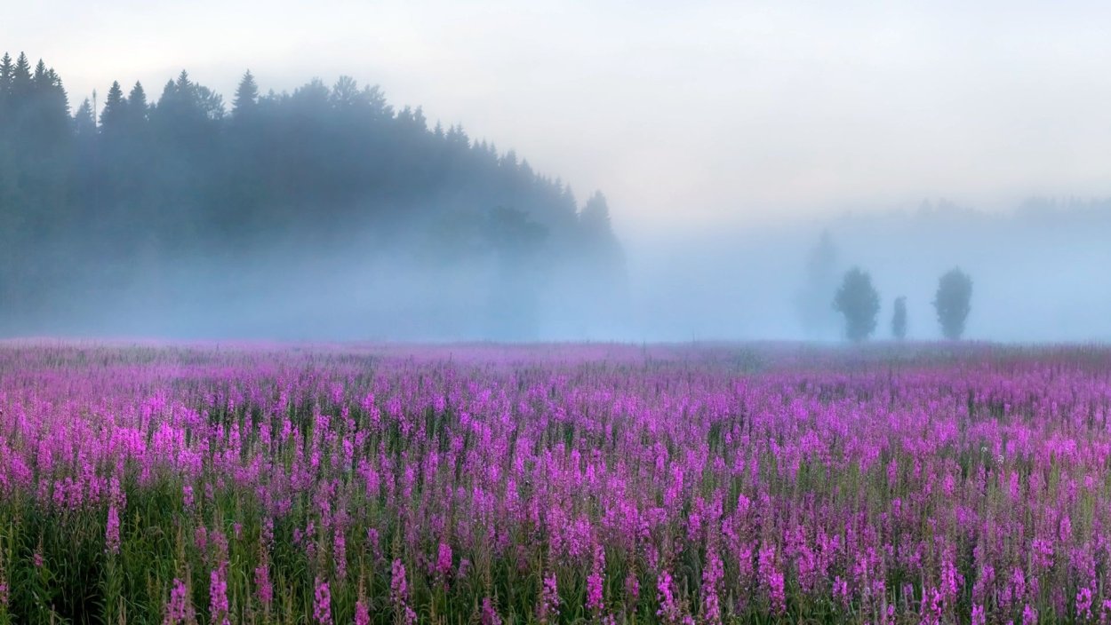 Ленинградская область лето Иван чай