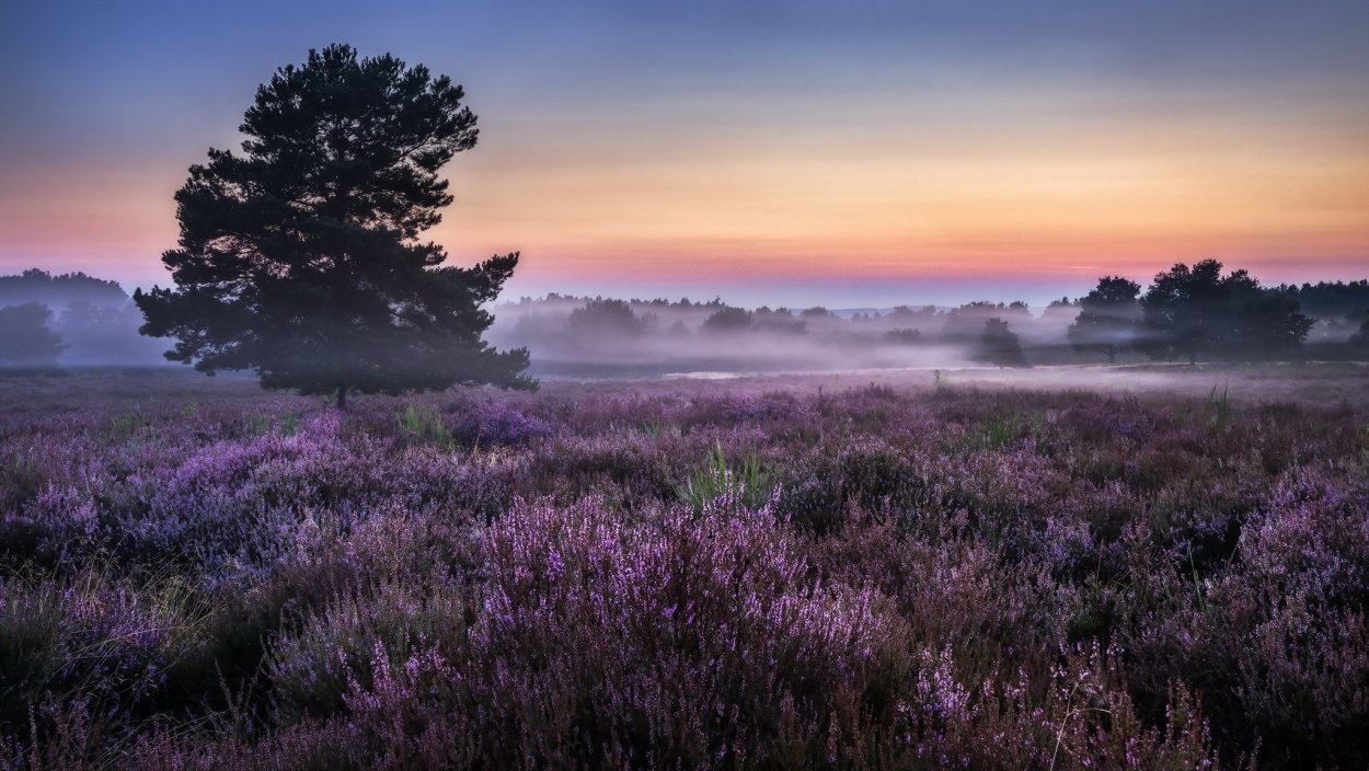 Вересковая Пустошь Эстетика
