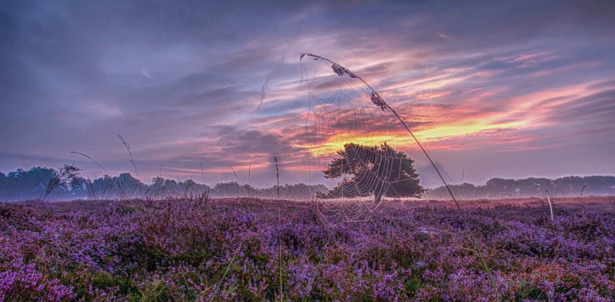 Вересковая Пустошь Голландия
