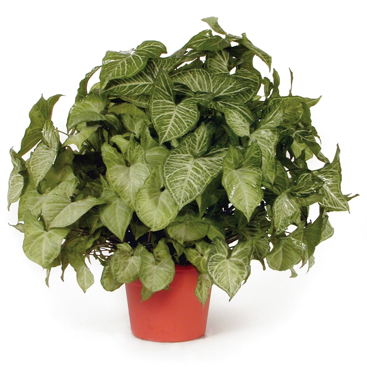 Сингониум плетется