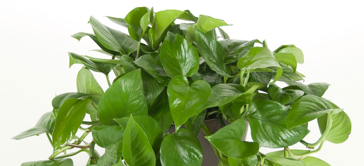 Эпипремнум Глобал Грин