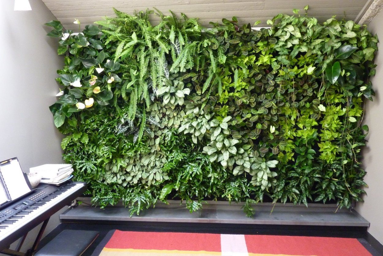 Нефролепис фитостена