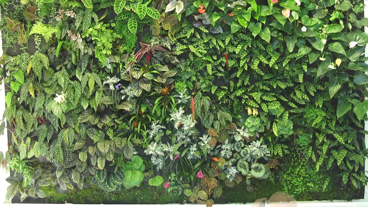 Комнатные растения на фоне стены