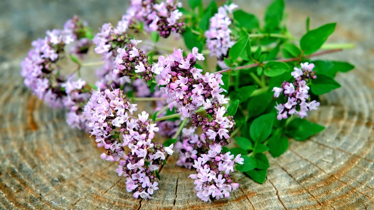 Душица обыкновенная (Origanum vulgare)