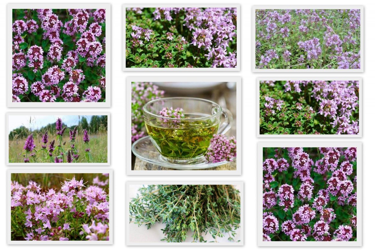 Душица или Богородская трава