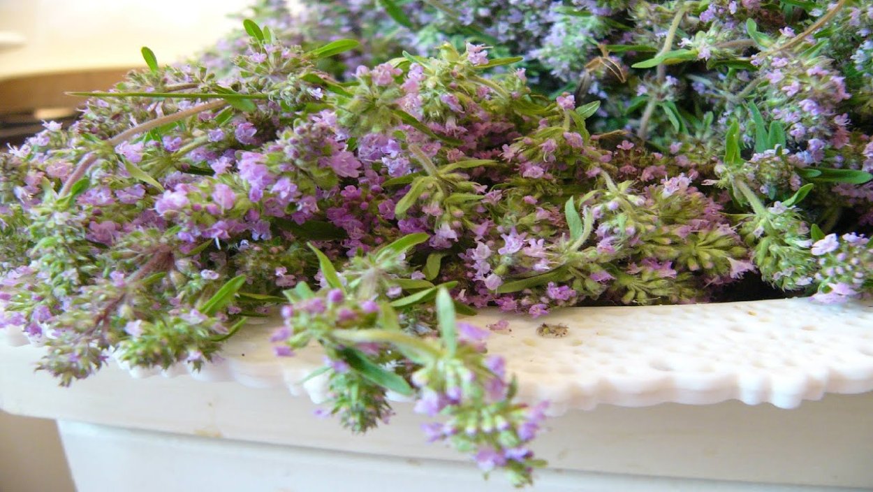 Тимьян чабрец чай