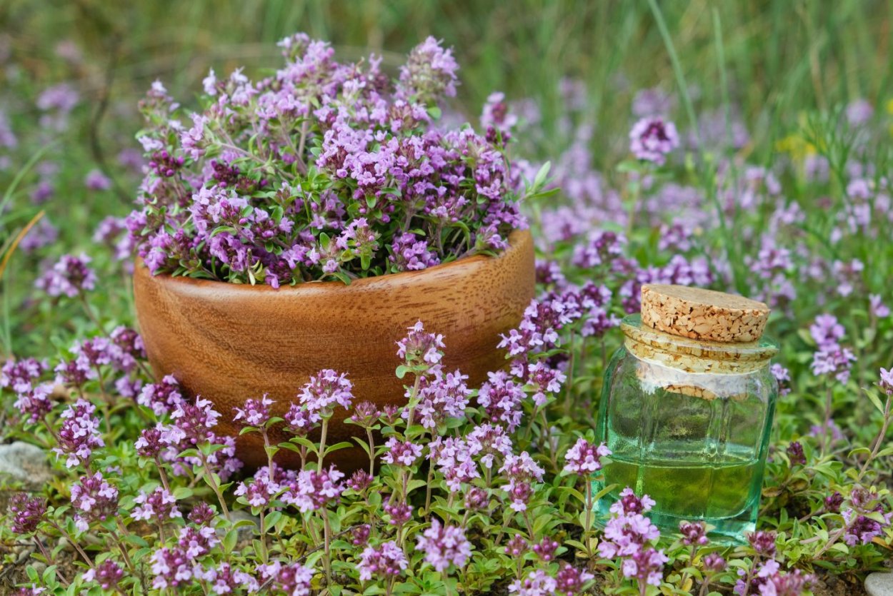 Чабрец в вазе