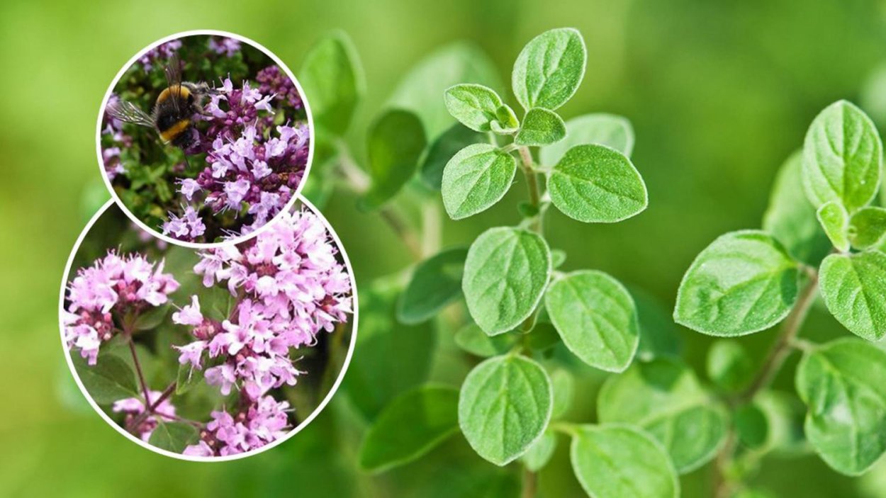 Душица обыкновенная (орегано)