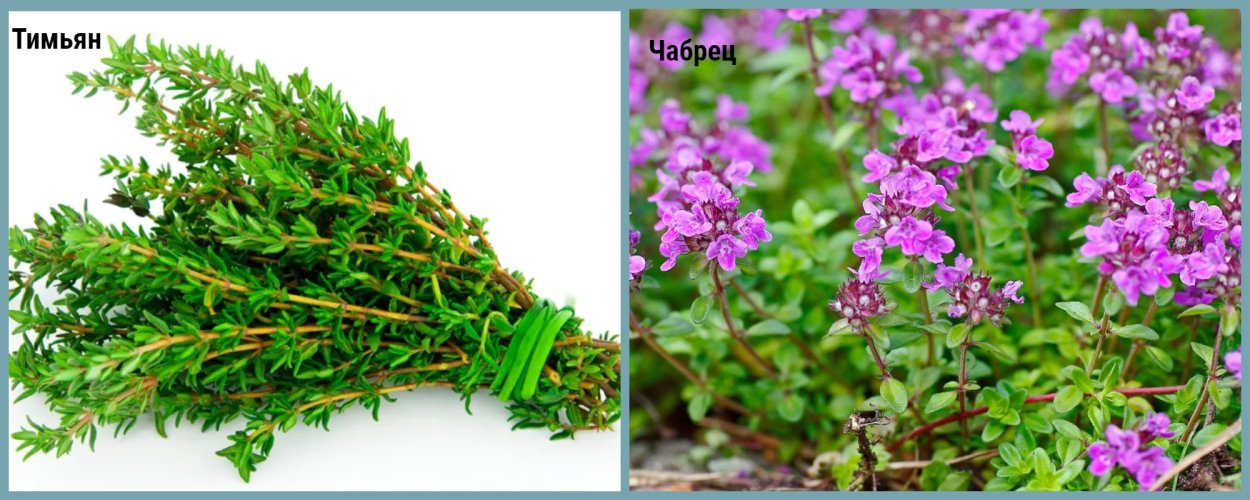 Тимьяна ползучего трава офс