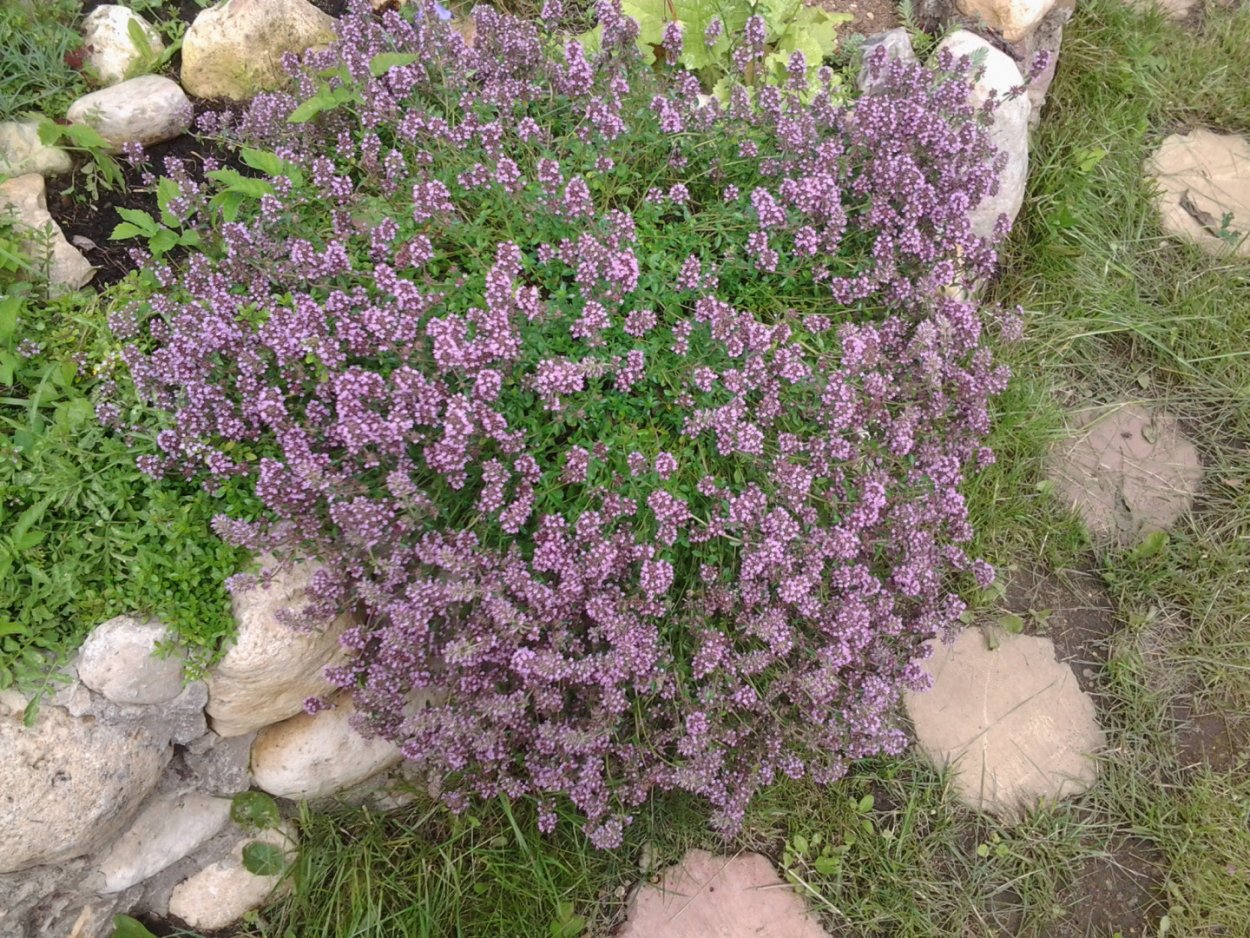 Тимьян Пигмей