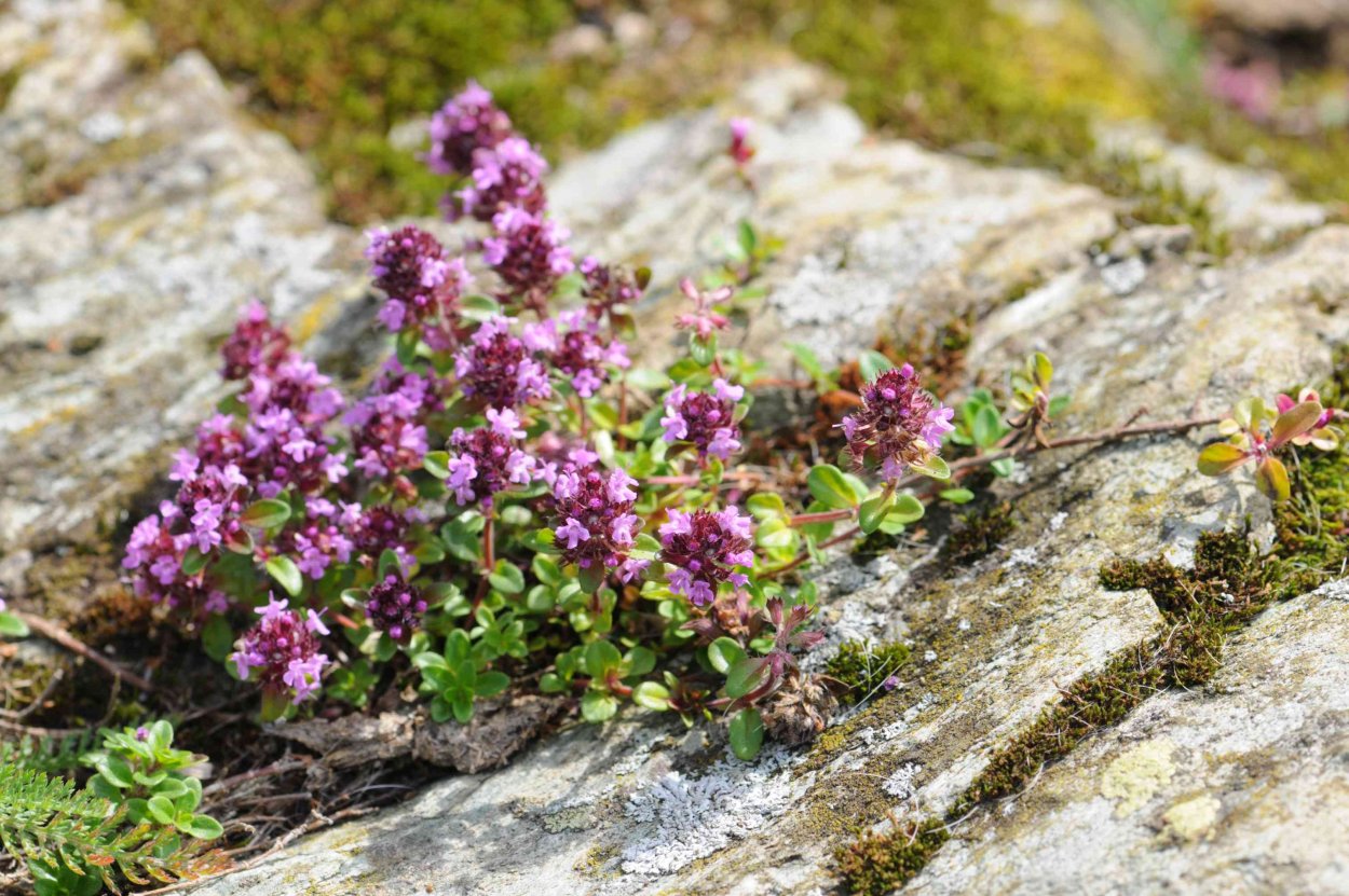 Тимьян Ревердатто