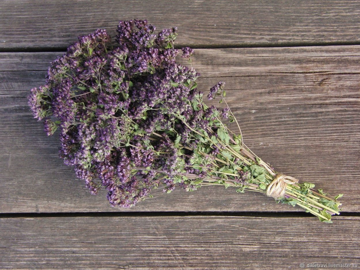 Душица обыкновенная ЛРС