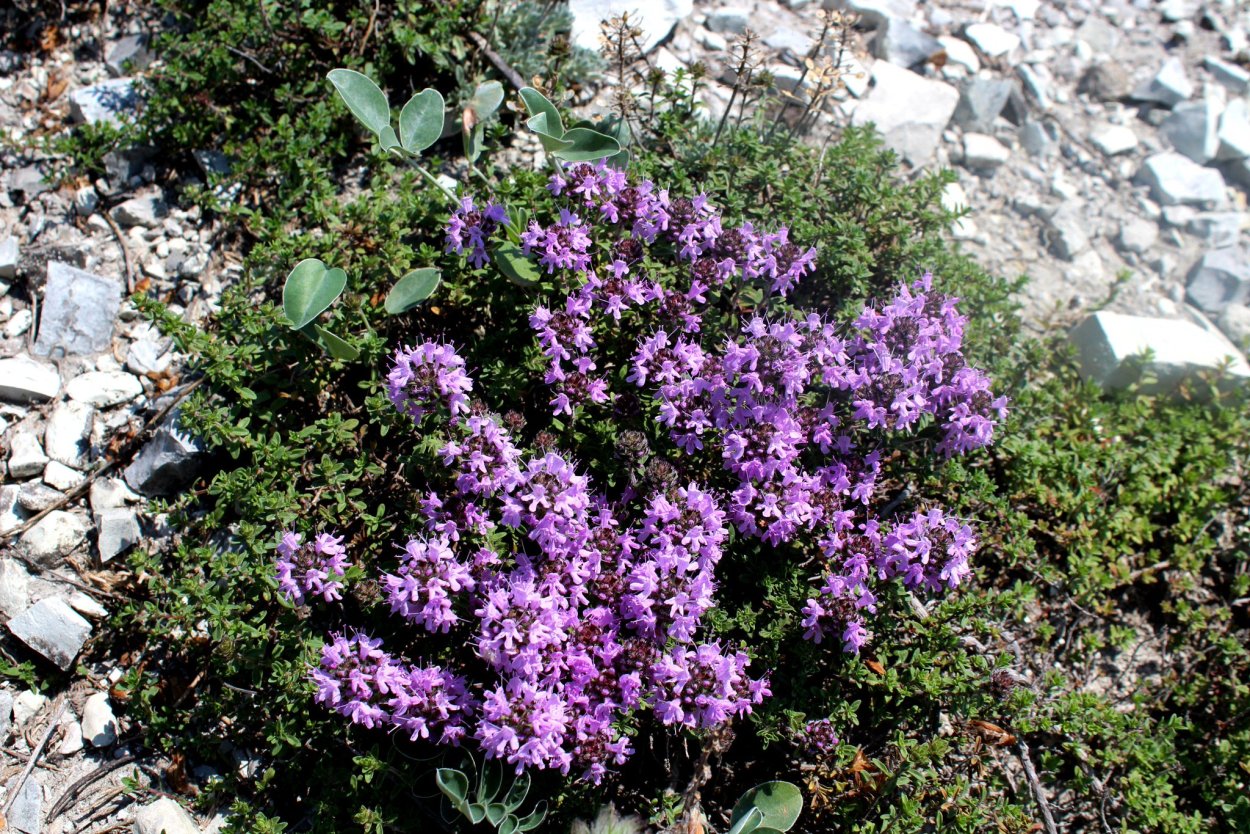 Чабрец, Богородская трава Байкал