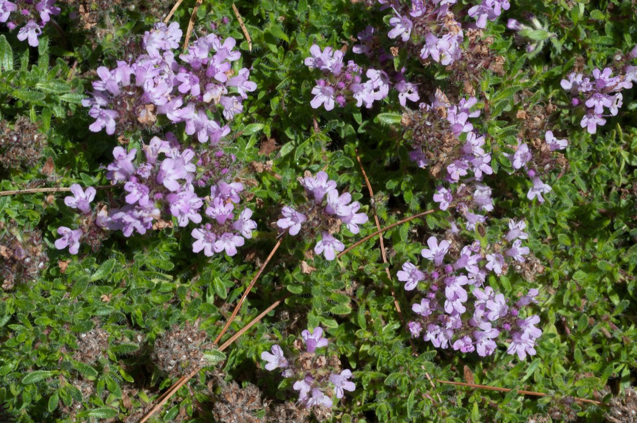 Тимьян ползучий (Thýmus serpýllum)