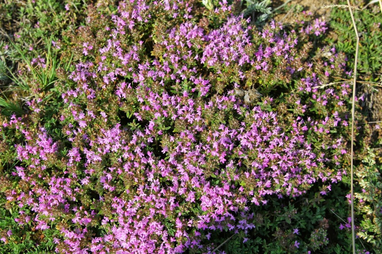 Чабрец полевой