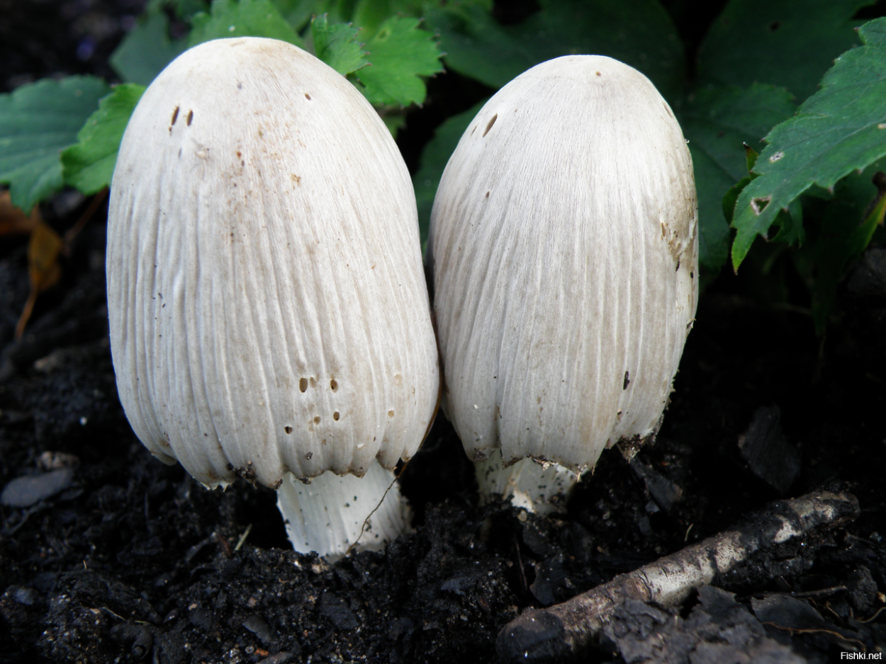 Навозник домашний