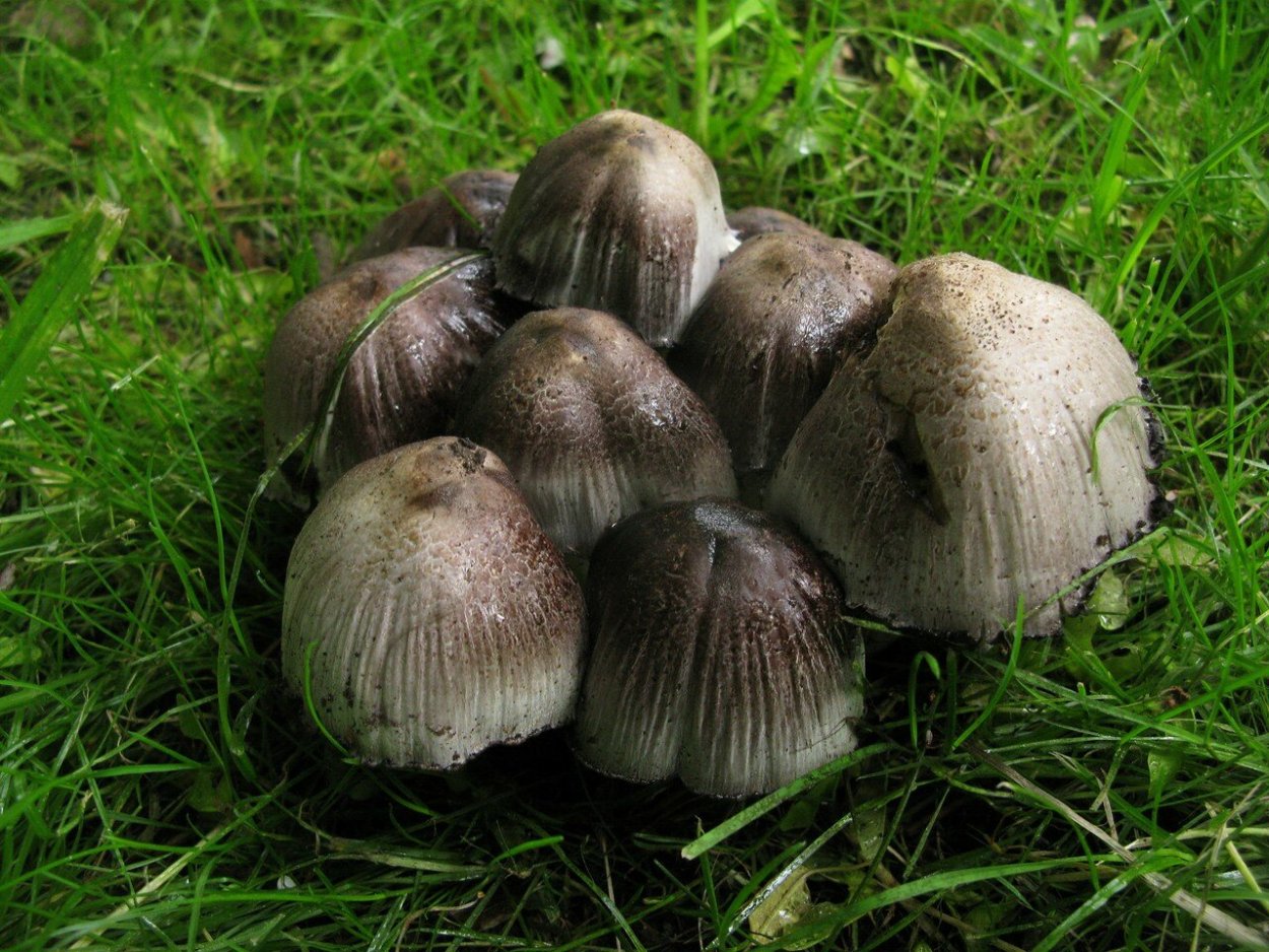 Навозники серые (Coprinopsis atramentaria)