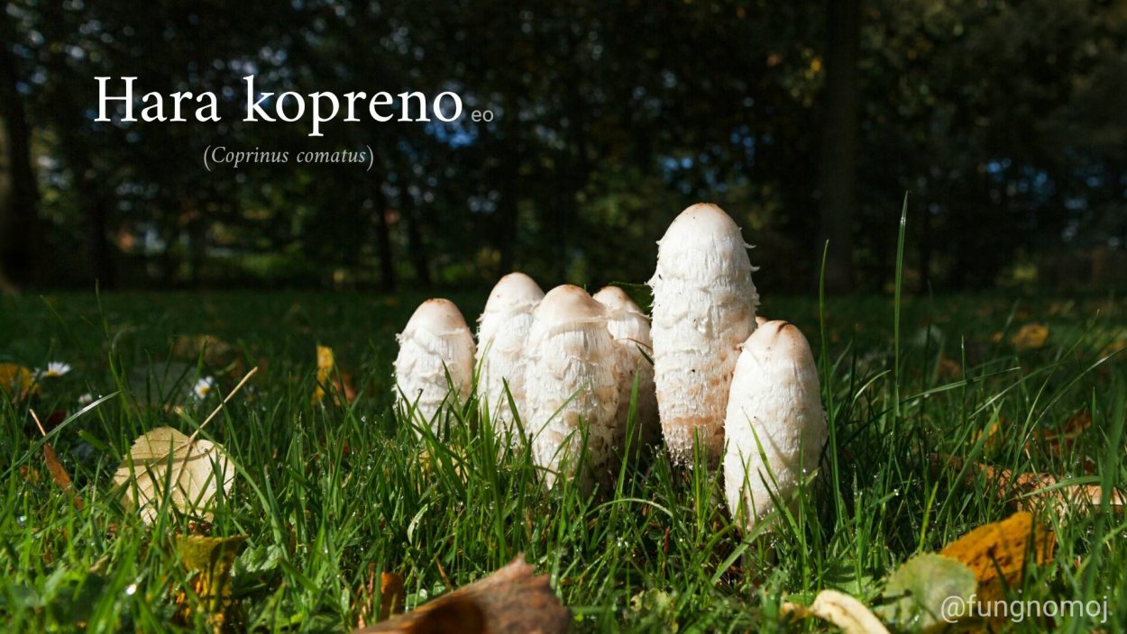 Грибы на газоне причины