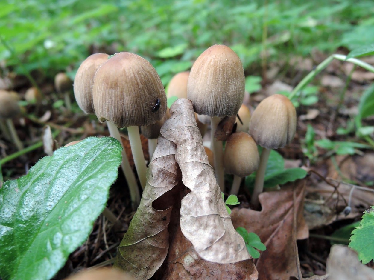 Coprinellus micaceus