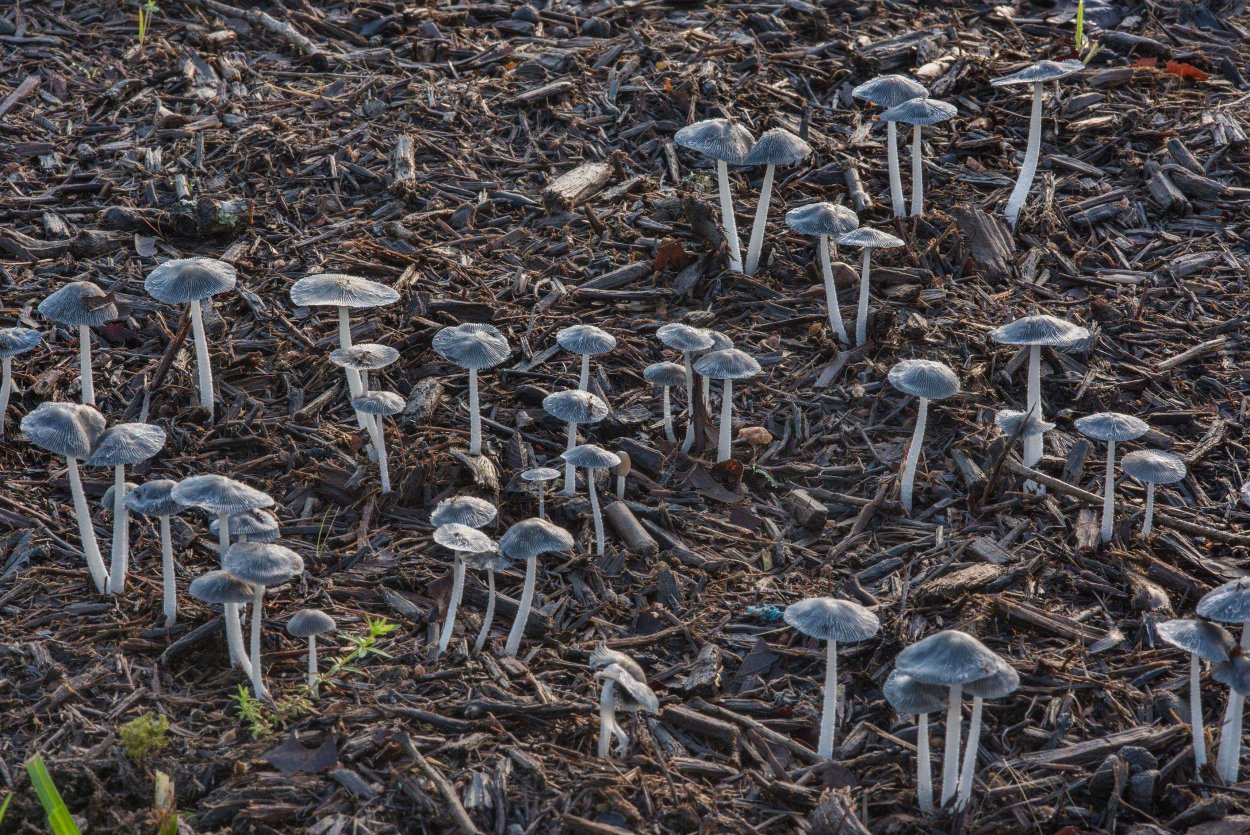 Навозник обыкновенный (Coprinopsis cinerea) съедобный