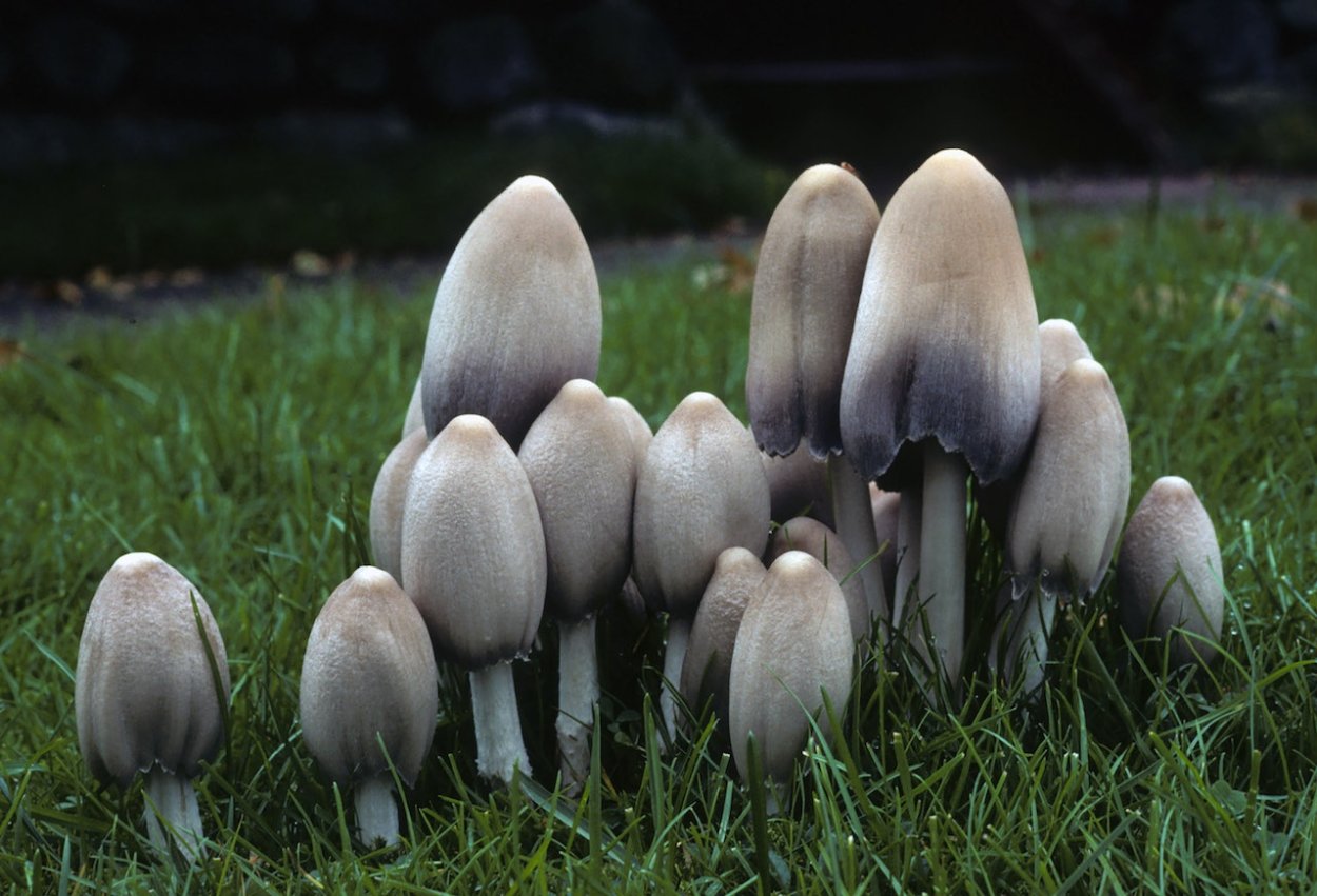 Навозник серый Coprinus atramentarius