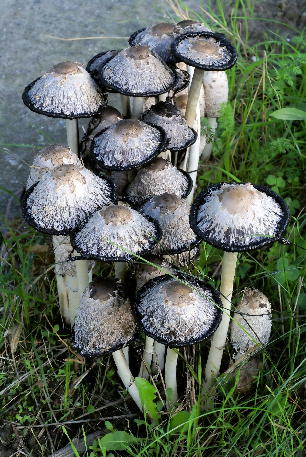 Coprinus comatus гриб