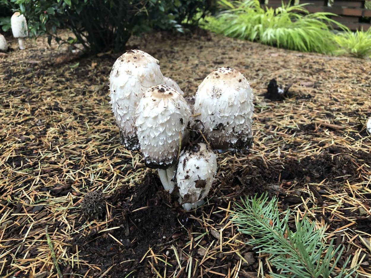 Копринус гриб навозник