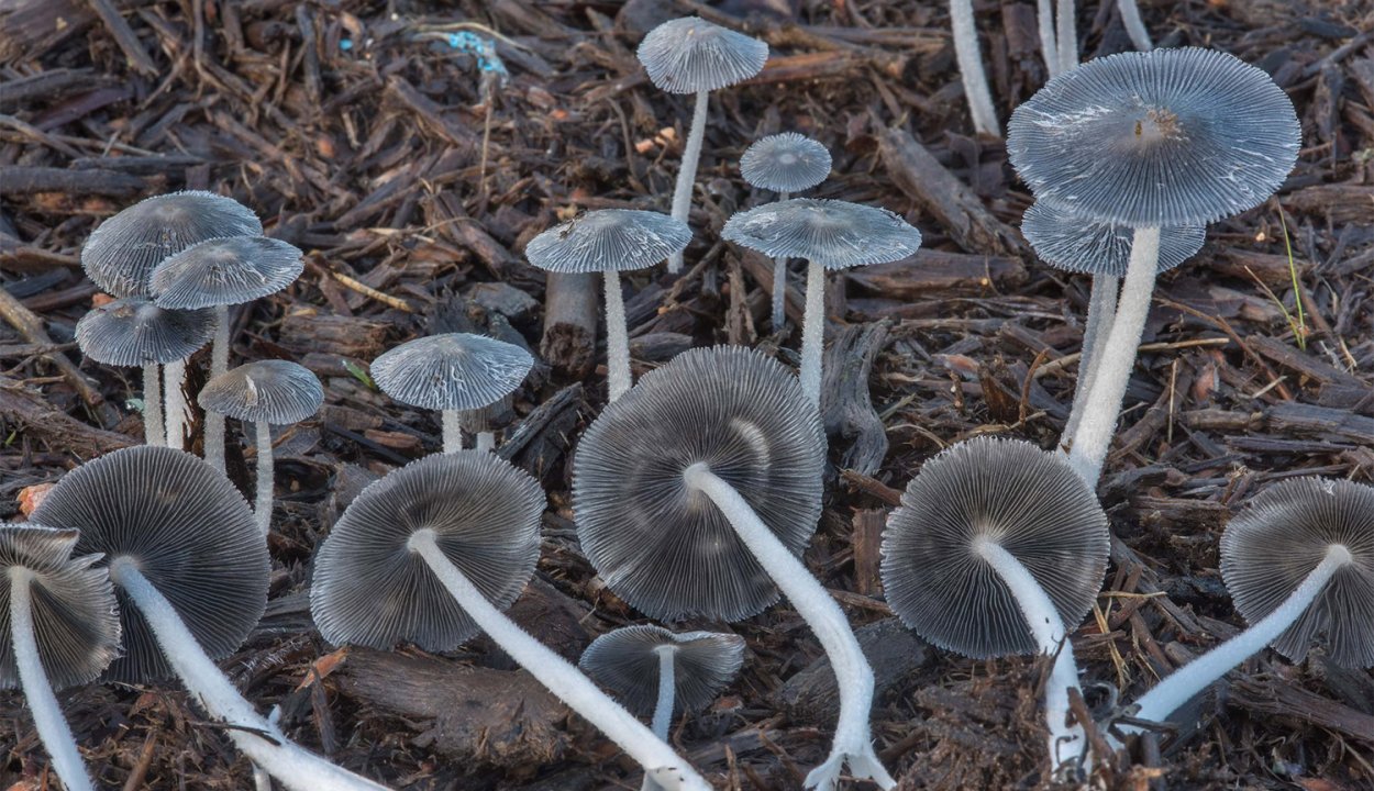 Навозник волосистоногий гриб