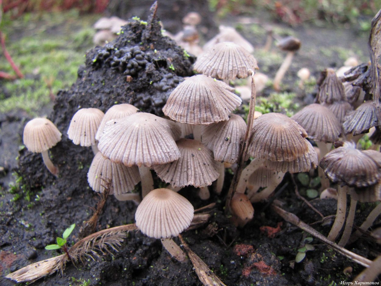 Навозник обыкновенный пластинчатый гриб