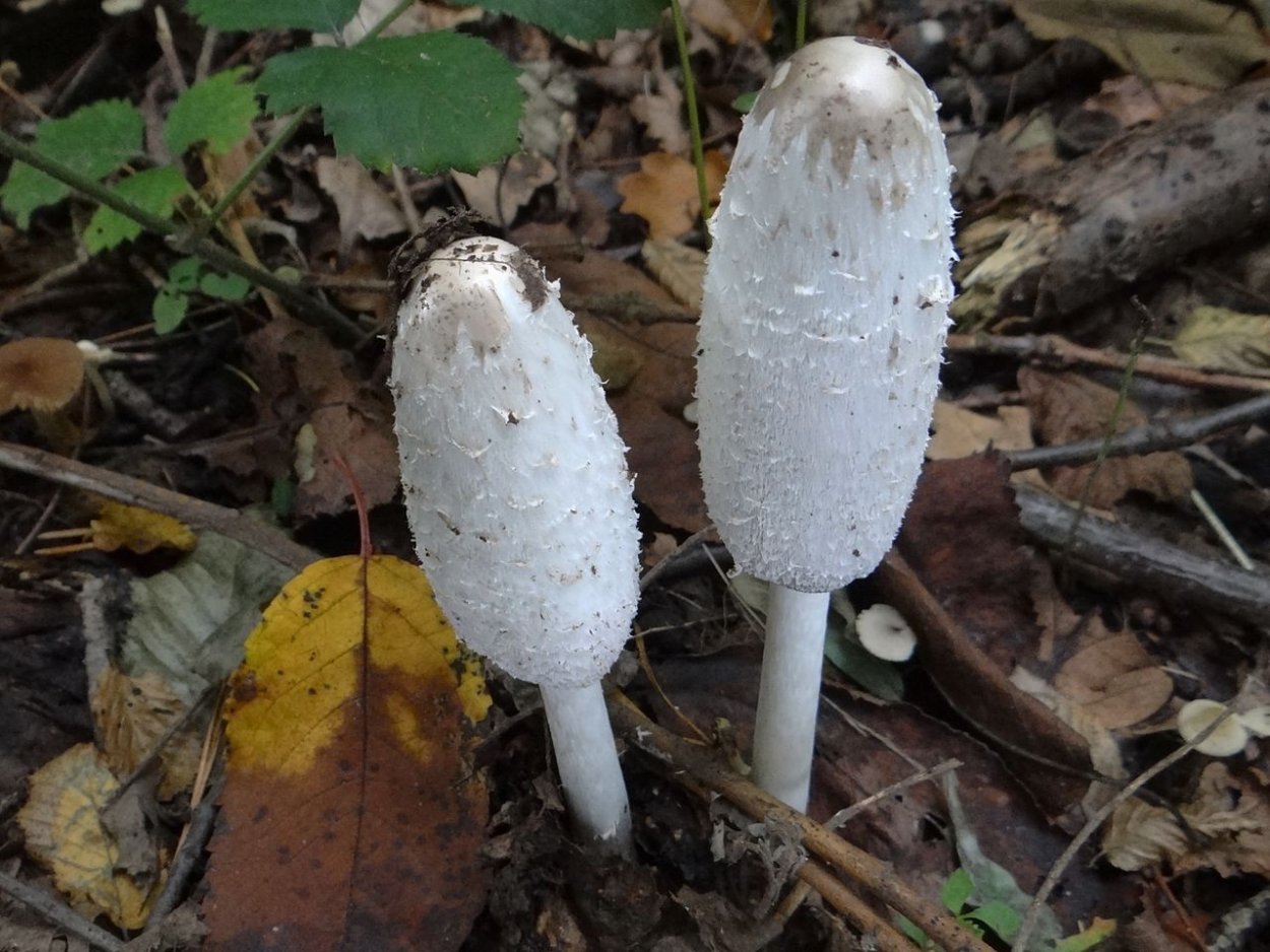 Навозник белый Coprinus comatus