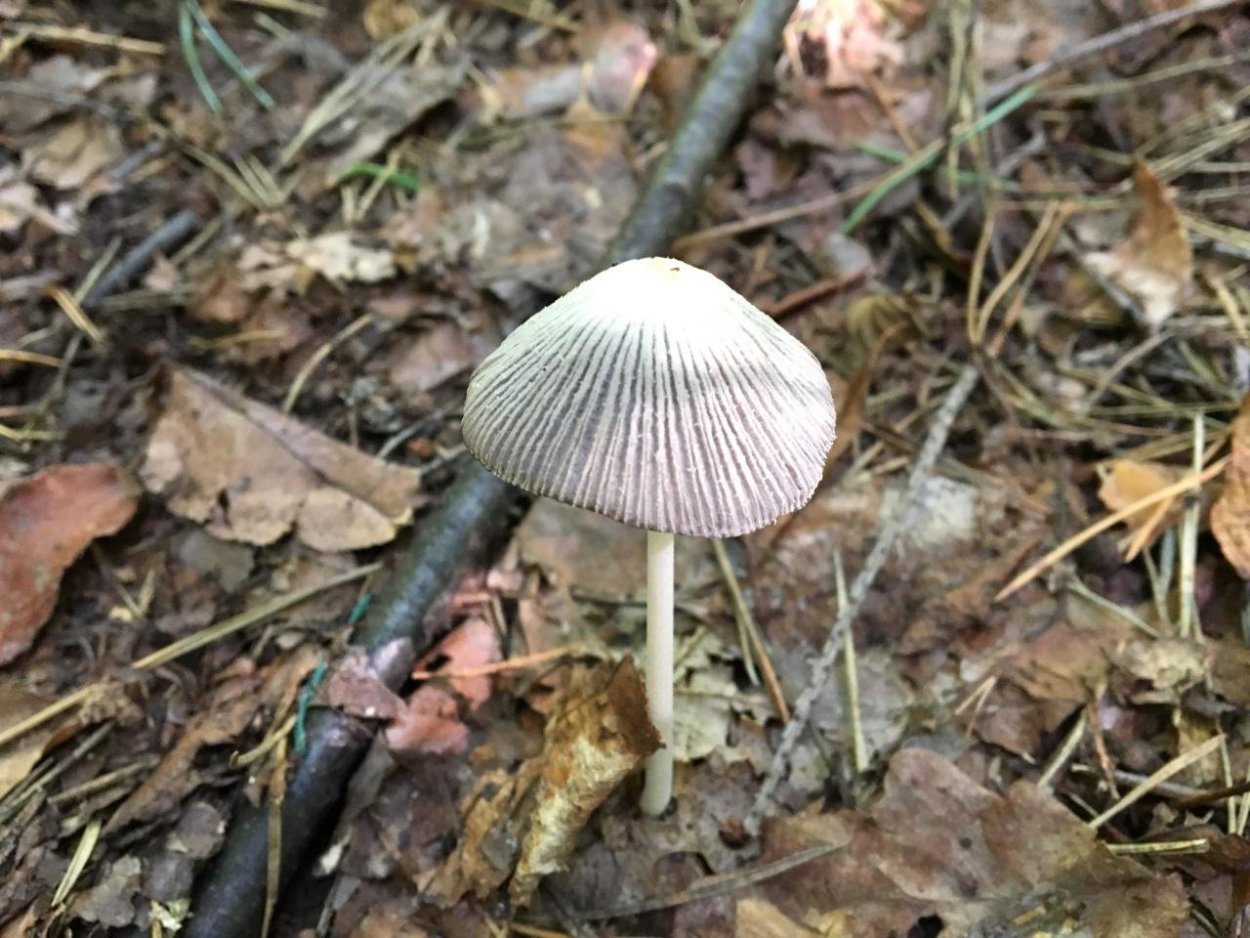 Навозник обыкновенный гриб