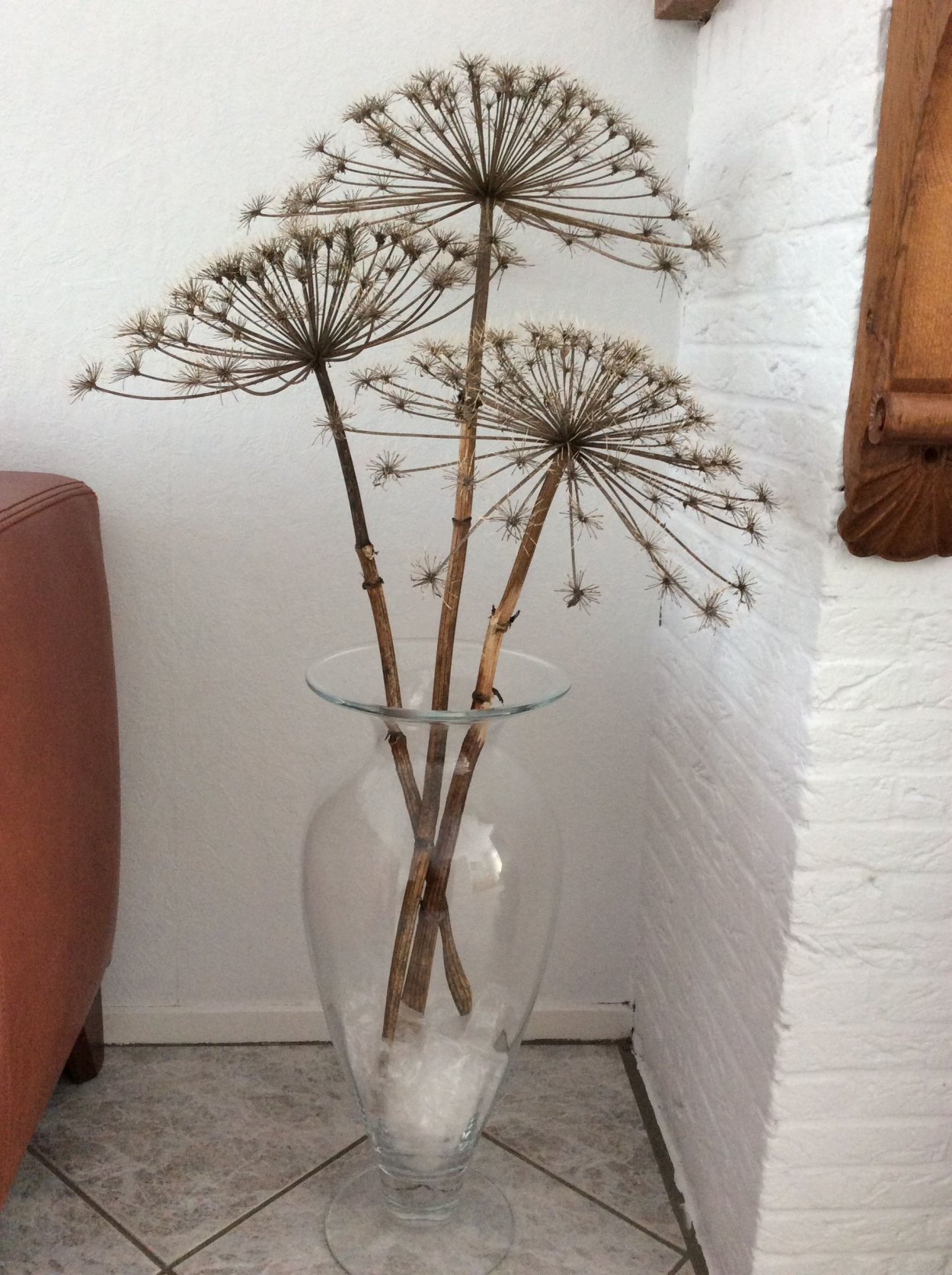 Борщевик сухоцвет