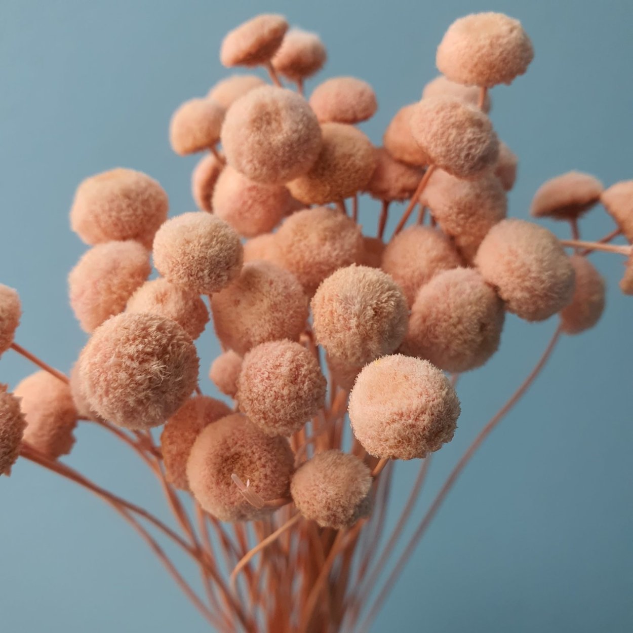 Ботао сухоцвет