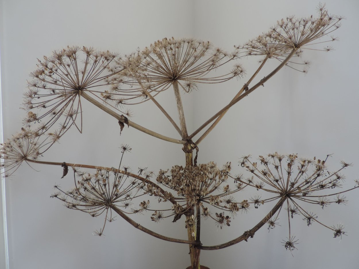 Борщевик сухоцвет