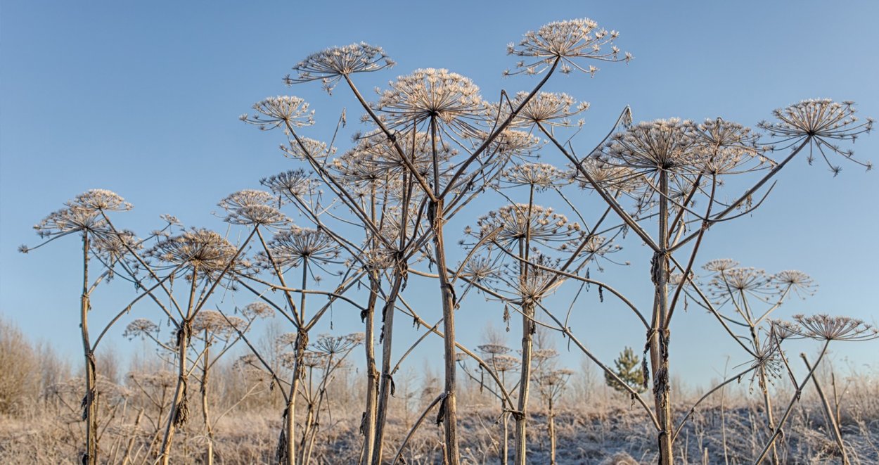 Борщевик в инее