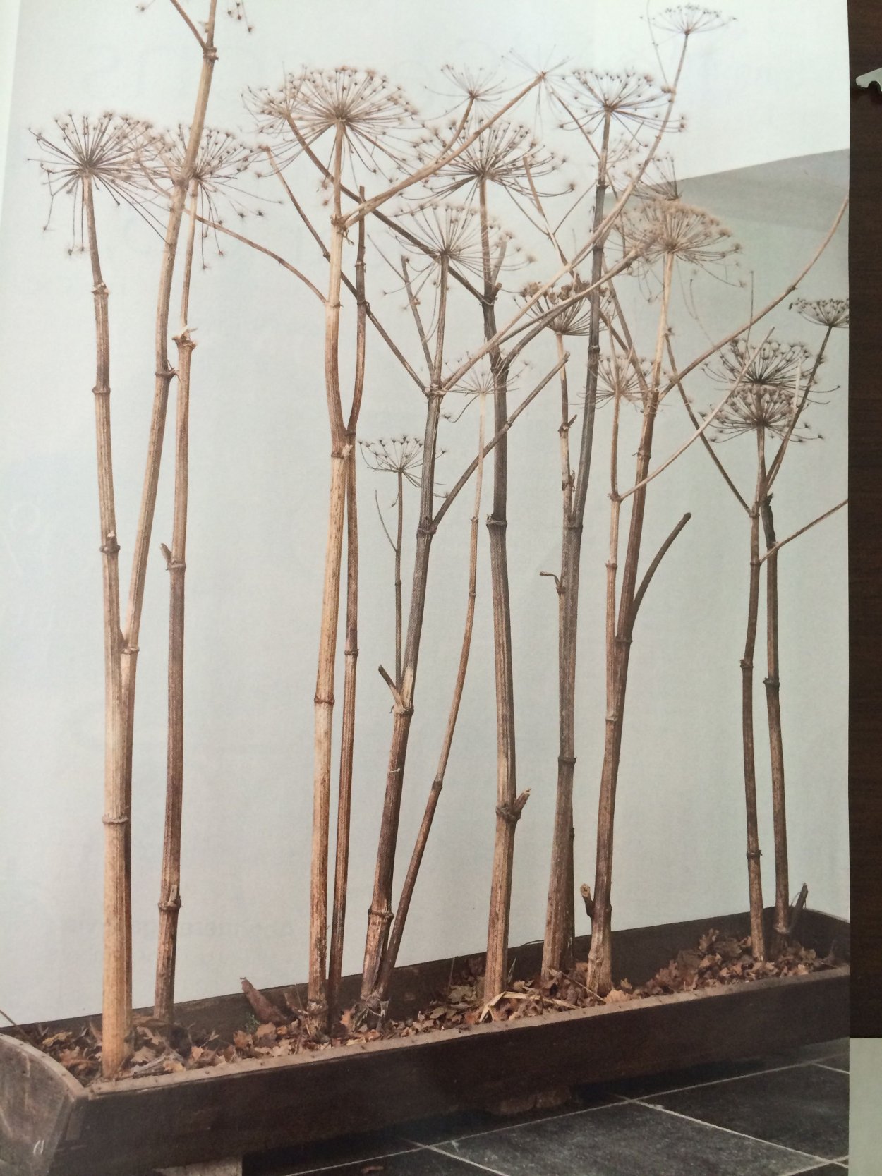 Сушеный борщевик декор