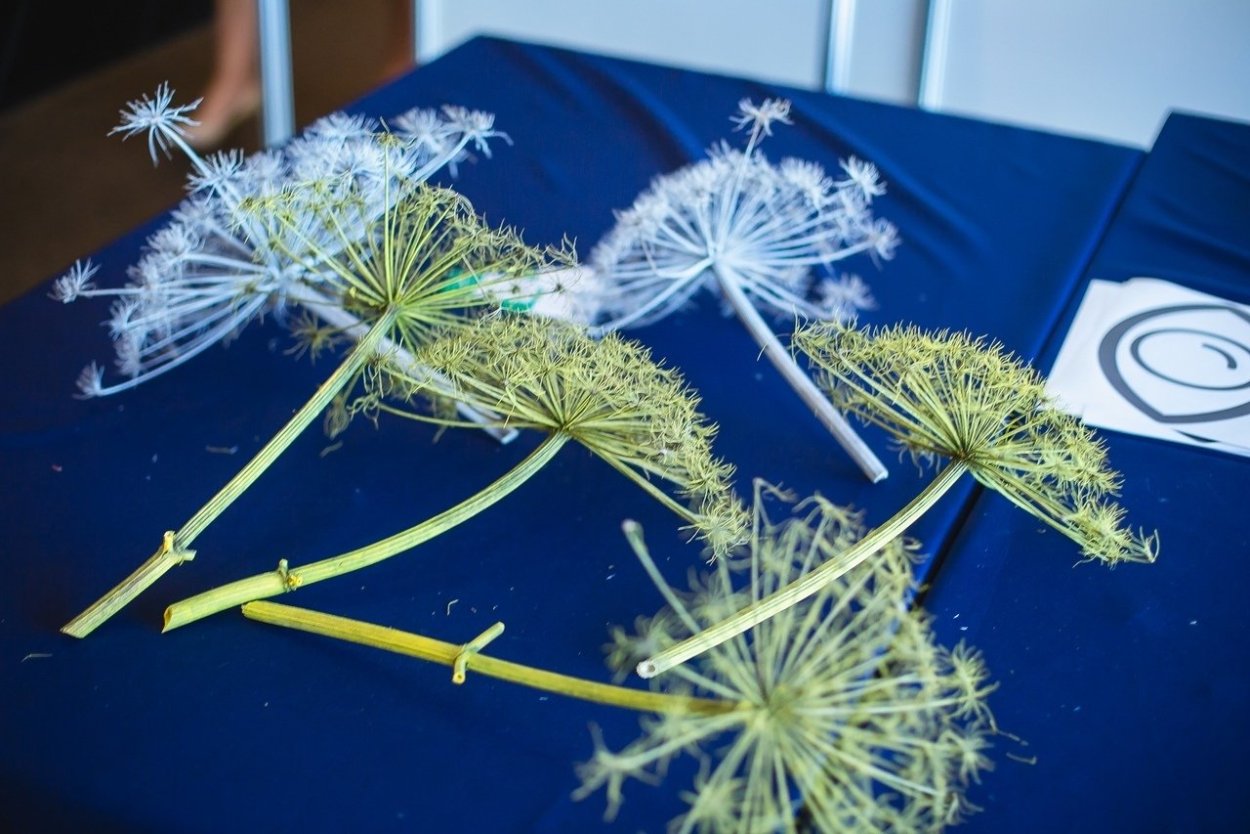 Борщевик сухоцвет