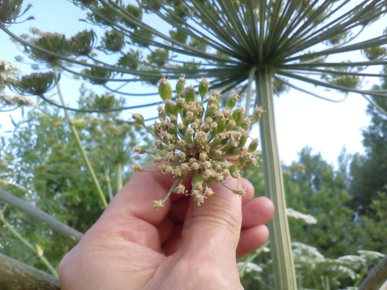 Сухоцветы из борщевика