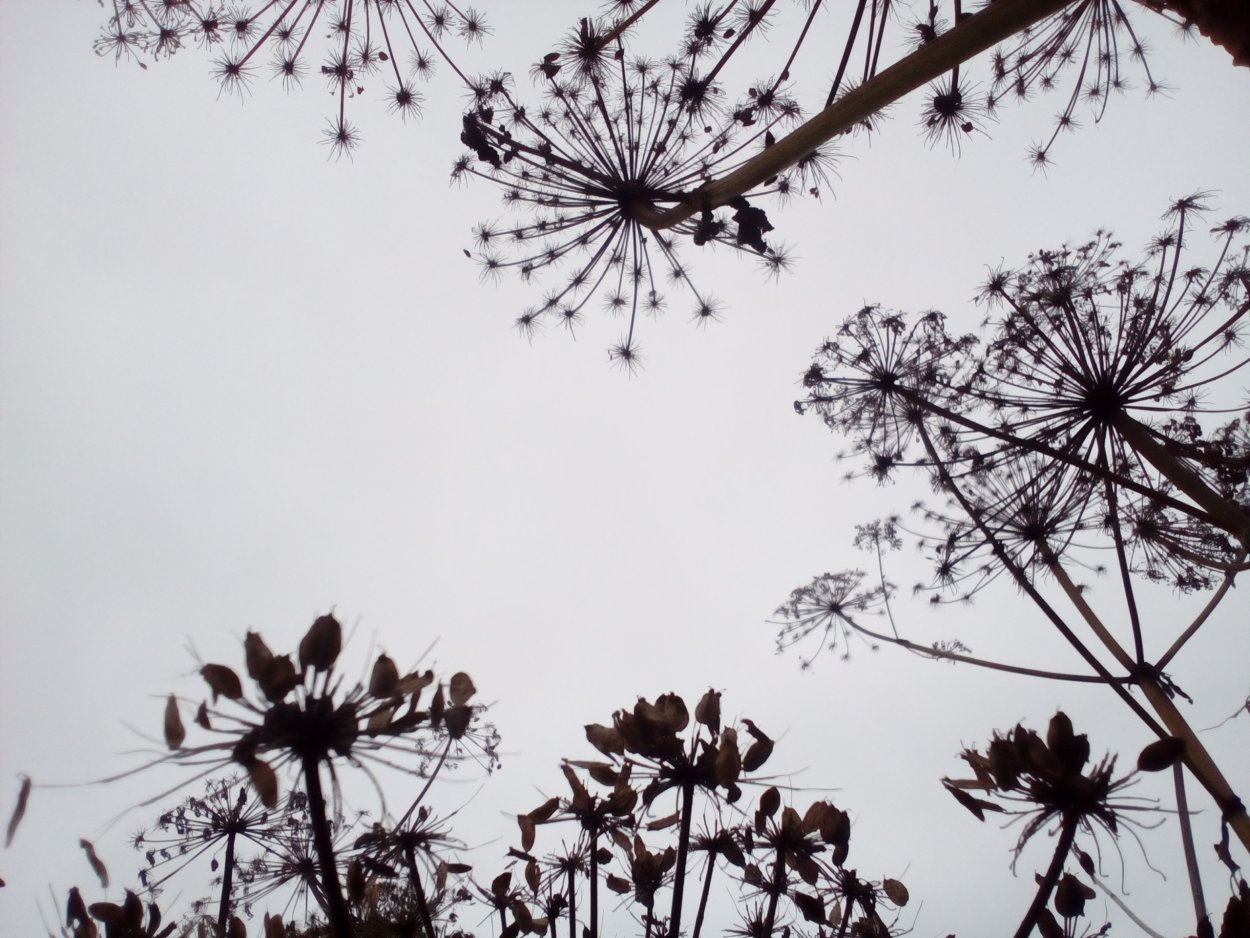 Борщевик сухоцвет