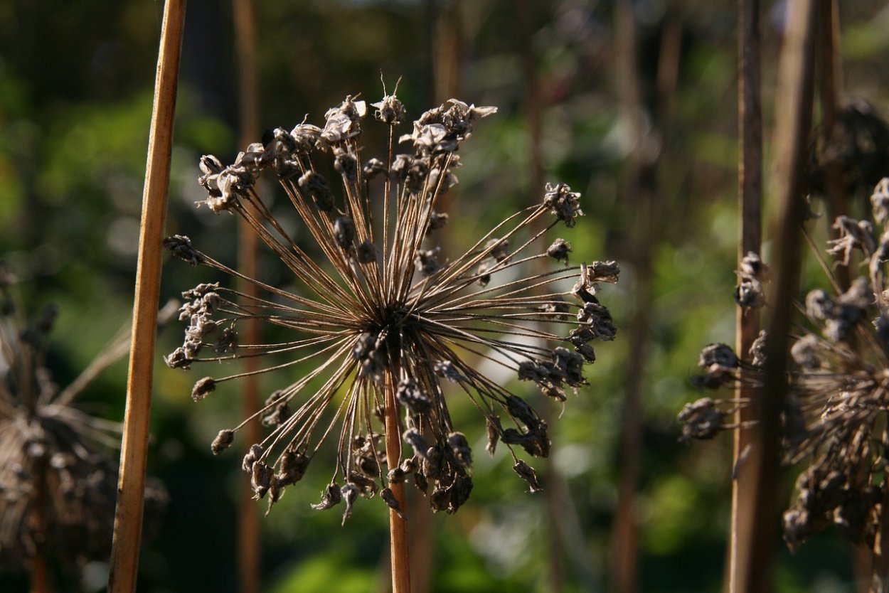 Сухоцвет из борщевика фото