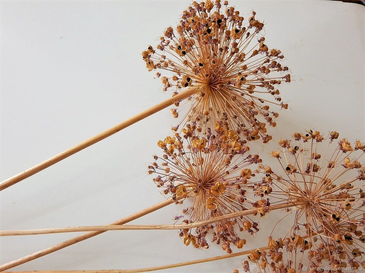 Дикий лук сухоцвет