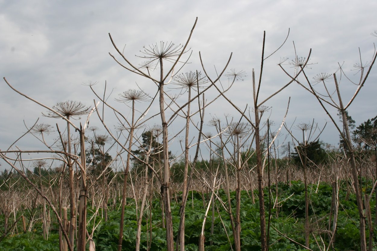 Борщевик засушенный