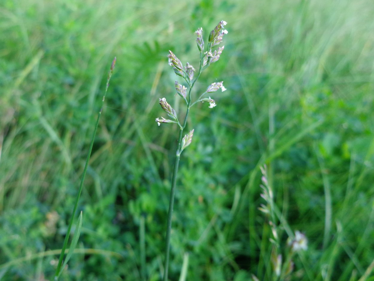 Овсяница Луговая соцветие